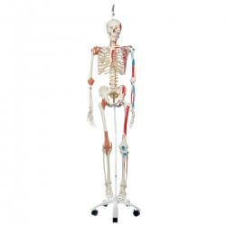 Super Skeleton Sam, on hanging stand