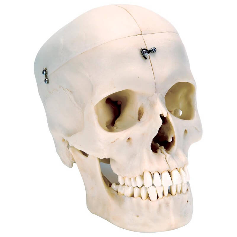 Crâne BONElike™ en 6 parties, structures osseuses détaillées