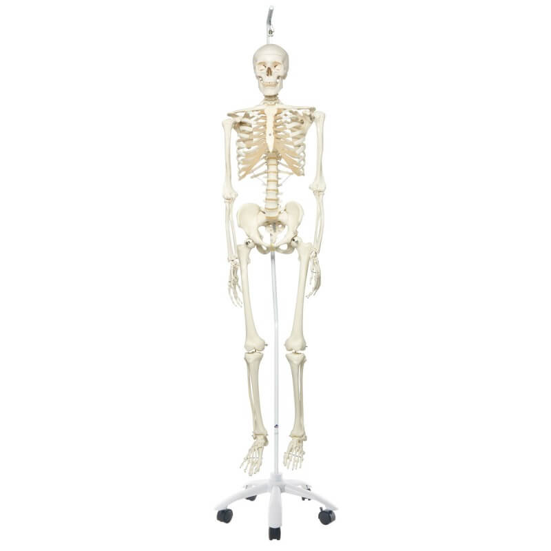 Human Skeleton Model Stan, on hanging 5 feet roller stand