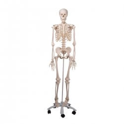 Human Skeleton Model Stan, on pelvic mounted 4 foot roller stand
