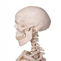 Human Skeleton Model Stan, on pelvic mounted 4 foot roller stand