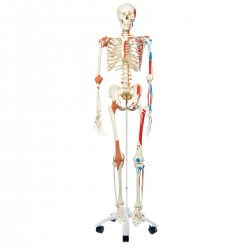 Super Skeleton Sam, on 5 feet roller stand