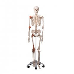 Squelette avec ligaments, Léo, sur support à 5 roulettes