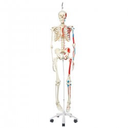 Muscle Skeleton Max, on hanging stand