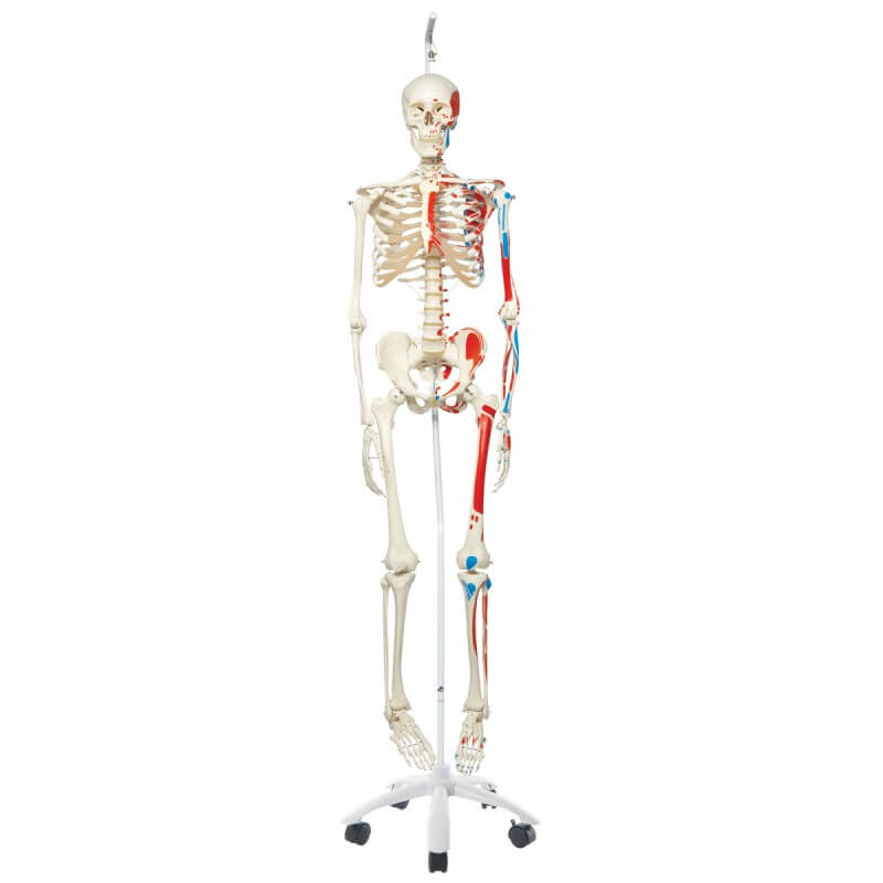 Squelette classique Max avec représentation des muscles, sur support suspendu