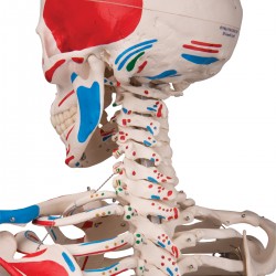 Squelette classique Max avec représentation des muscles, sur support suspendu