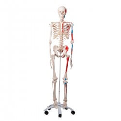 Muscle Skeleton Max, on 5 feet roller stand